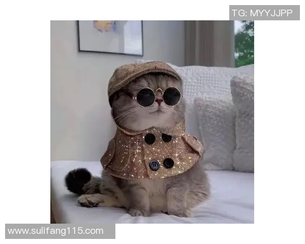 足球明星猫咪头像高清图展现可爱与运动魅力的完美结合